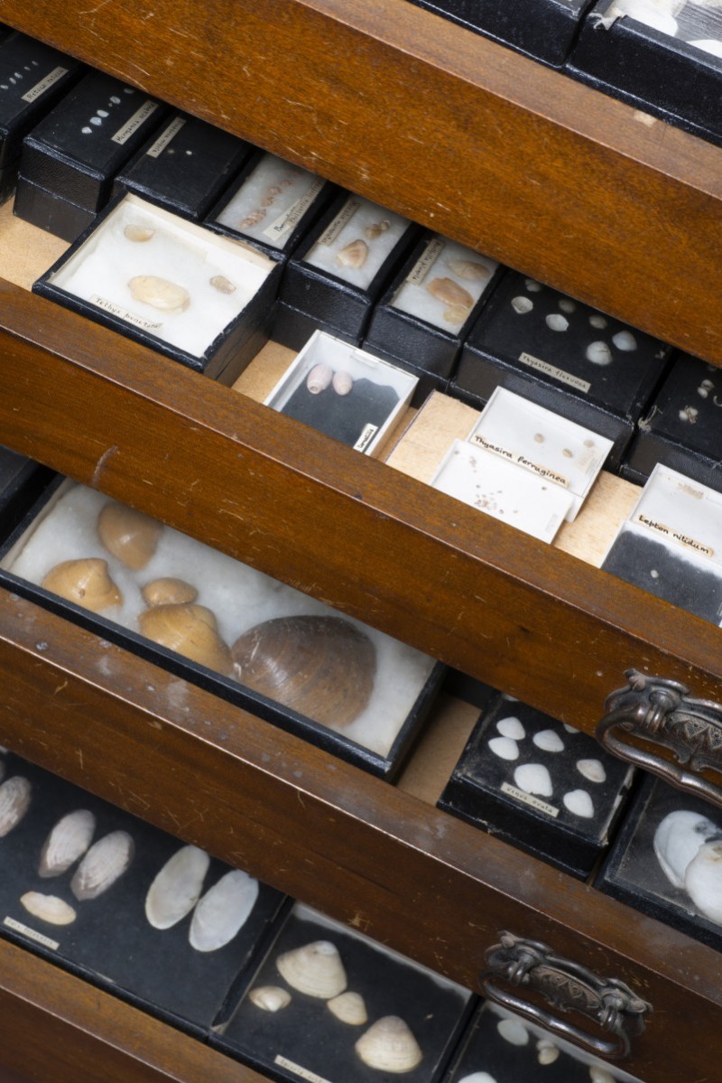 Photograph of several drawers containing shells
