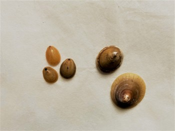 Photograph showing examples of two limpet species. On the left are three specimens of Blue rayed limpets.  On the right are two specimens of Pallucid limpet.