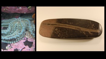 On the left is a photograph of a spinyy starfish, and on the right a fossil crinoid