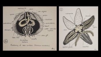 Anatomical diagrams of a sea urchin and a starfish