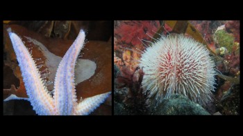 Photographs showing the tube feet of both starfish and urchins