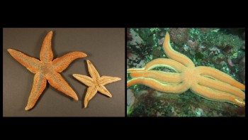 Two images showing starfish from our collection (left) and a seven-armed starfish underwater (right)