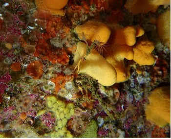 Soft corals living on the rocks and wrecks of Scapa Flow