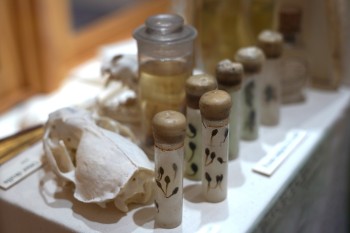 Pictured is a close up of image of a museum case display. In the forfront of the image are vials containing tadpole specimens. Behind the vails is a glass specimen jar and the skull of an otter.