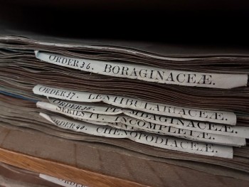 Herbarium sheets in the cabinet