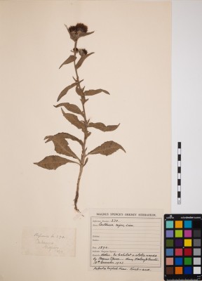 Knapweed