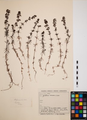 Ladies Bedstraw