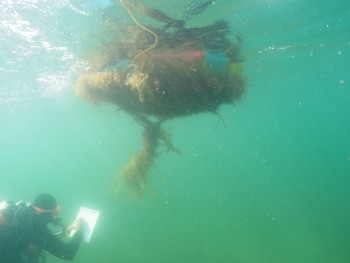 Shoogly Holm Seasearch inspection