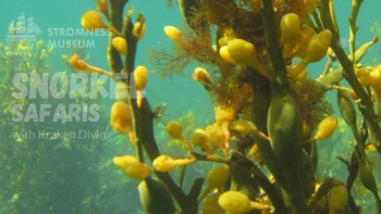 Stromness Museum snorkel safari