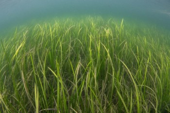 Orkney seagrass bed