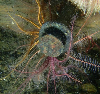 Feather-star on copper nail © Penny Martin