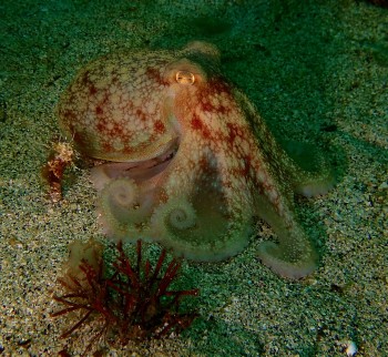 Octopus © Joanne Porter