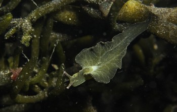 Solar Powered Sea slug near Houton © Anne Bignall