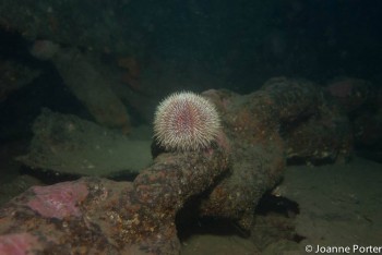 Sea urchin on anchor chain of SMS Karlsruhe © Joanne Porter