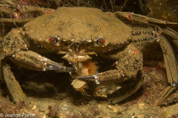 Velvet crab eating Flame Shell © Joanne Porter