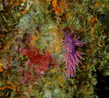 Flabellina pedata (a type of sea slug) © Penny Martin