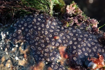 photograph of the sea squirt Botryllus schlosseri also known as the star tunicate