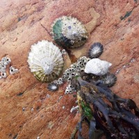 The photograph shows limpets and dog whelks on a rock face.  The dog whelk is feeding on limpet.